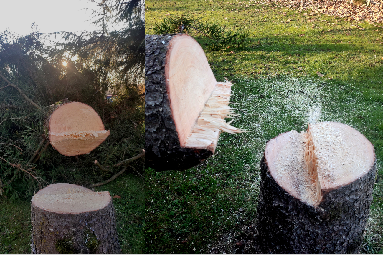 abbattimento piante - by Green System di Besano (Varese)