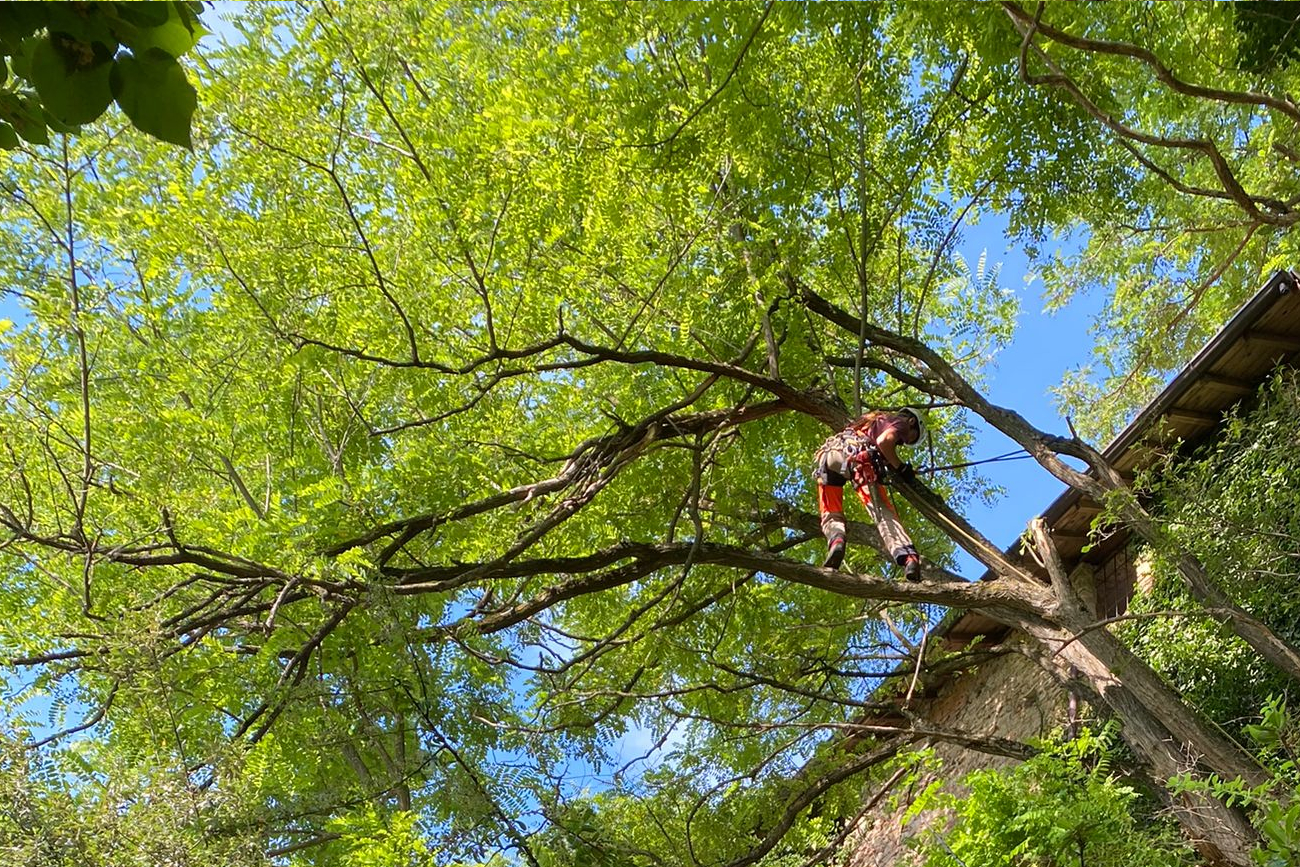 potatura - piante by Green System Besano (Varese)