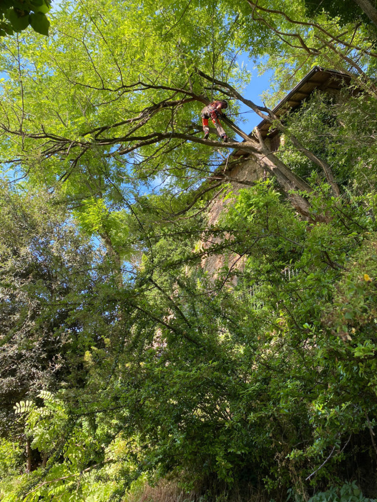 tree climbing by Green System Besano (Varese)