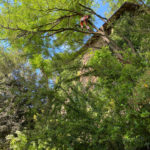 tree climbing by Green System Besano (Varese)