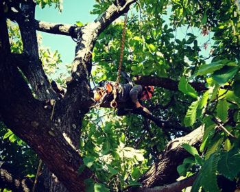 tree climbing by Green System Besano (Varese)1